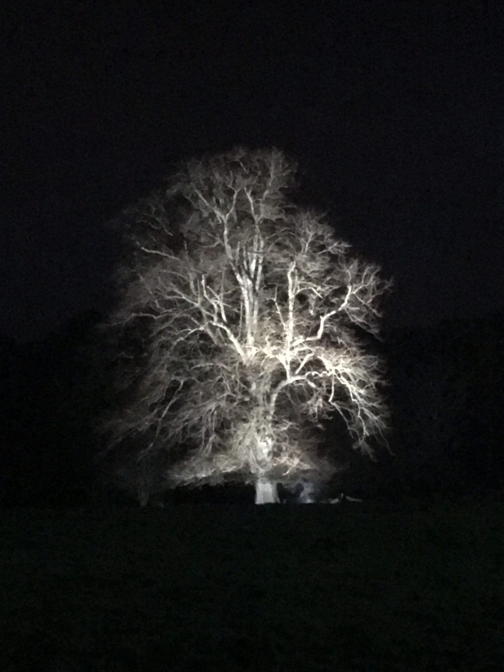 A winter tree lit in the dark, sinuous white branches against a stark inky black background. This is the Logo for Unknown Replica